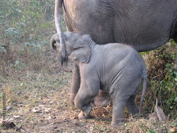 Fototapeta Indian Animals