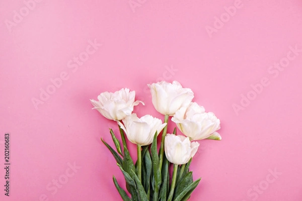 Fototapeta Beautiful spring holidays flowers arrangment. Bunch of white tulips in festive composition, copy space for text, white background.
