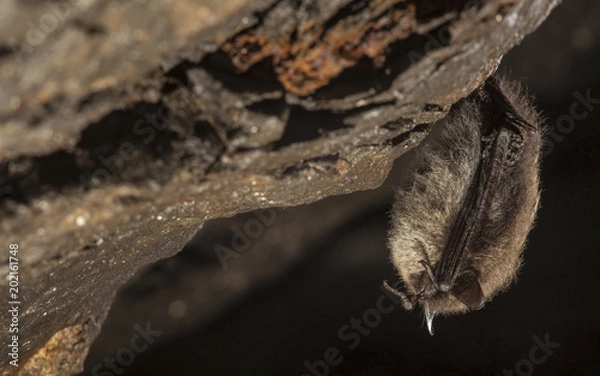 Obraz Close up small bat hanging on the wall of the stole. Diagonal composed wildlife photography.