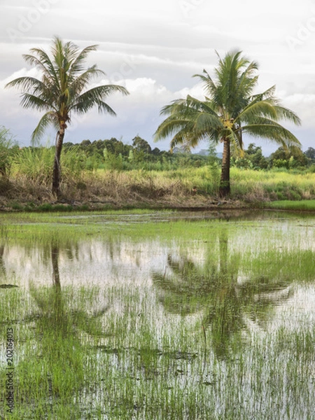 Fototapeta Palm trees reflect in the water in the countryside neat Trat in east Thailand