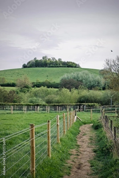Fototapeta Tree on the hill