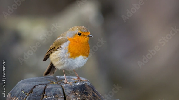 Fototapeta Rotkehlchen