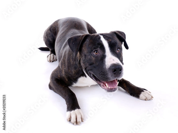 Obraz Bulldoggenmischling