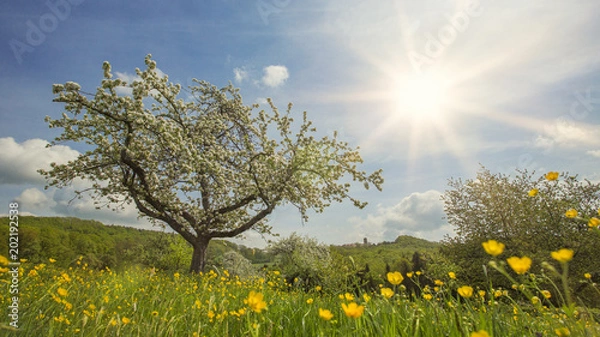 Obraz Streuobstwiesen