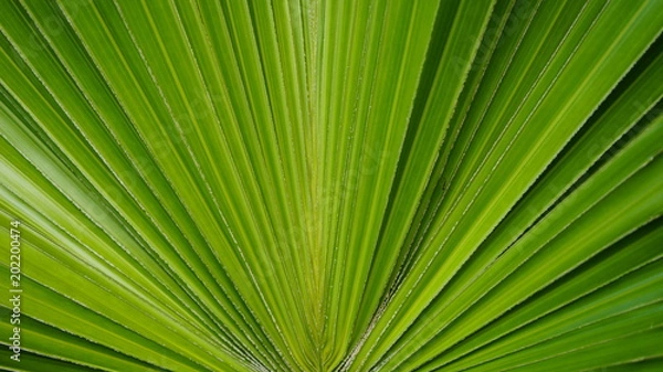 Obraz sugar palm leaf texture, abstract background
