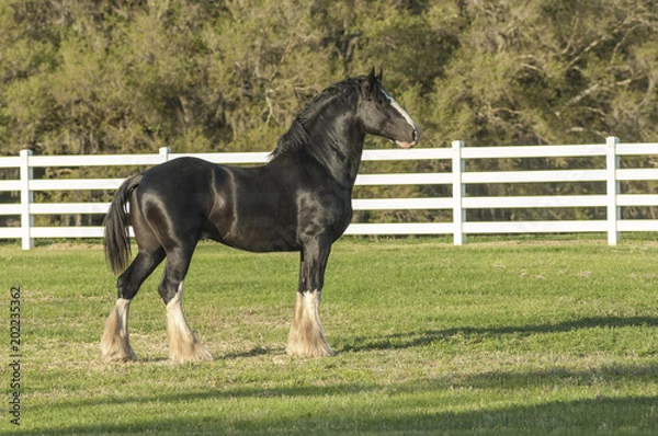 Fototapeta Shire Draft horse stallion standing profile in paddock