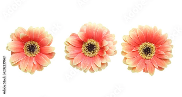 Fototapeta ガーベラ