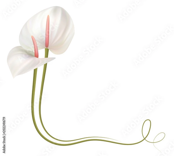Obraz Realistic anthurium, corner.