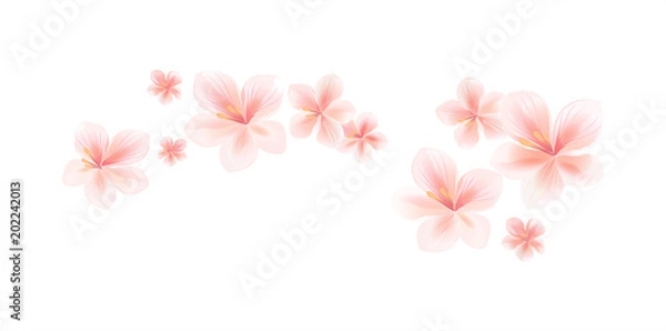 Fototapeta Flying light pink peach flowers isolated on white background. Apple-tree flowers. Cherry blossom. Border. Vector