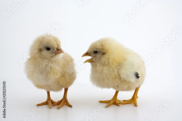 Fototapeta Talking chicks