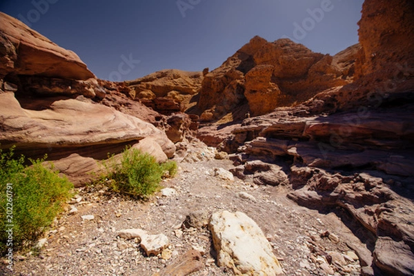 Fototapeta Way in the desert  in the Israil in sunny day with red mountains, green plants and blue sky
