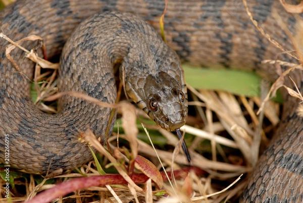 Obraz Nerodia rhombifer