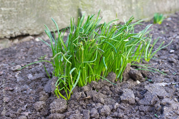 Fototapeta the first green sprouts of seedling plants from the seeds in the ground
