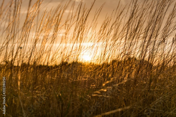 Fototapeta Sunset over a field
