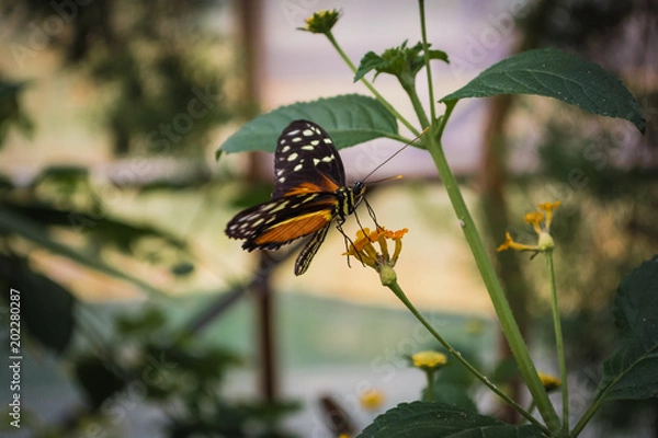 Fototapeta Butterfly