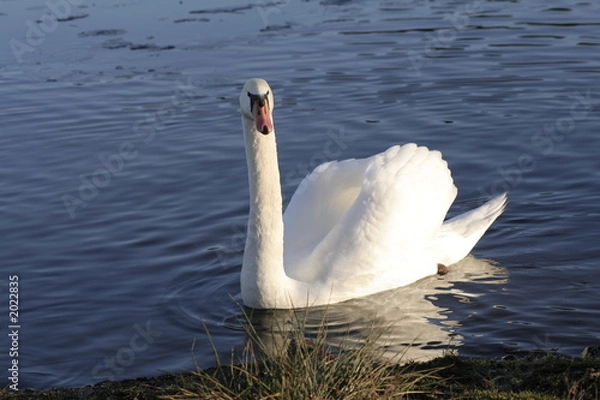 Obraz le cigne 2