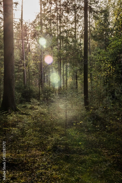 Obraz Waldlandschaft mit Sonnenstrahlen