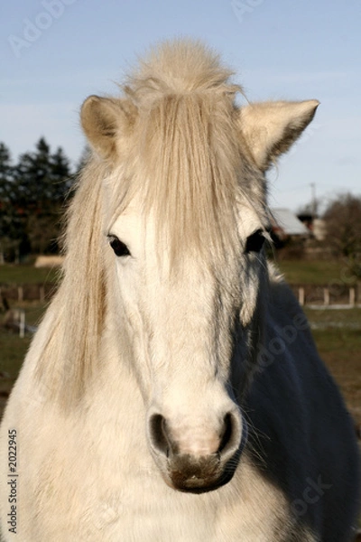 Obraz mon ami tous blanc