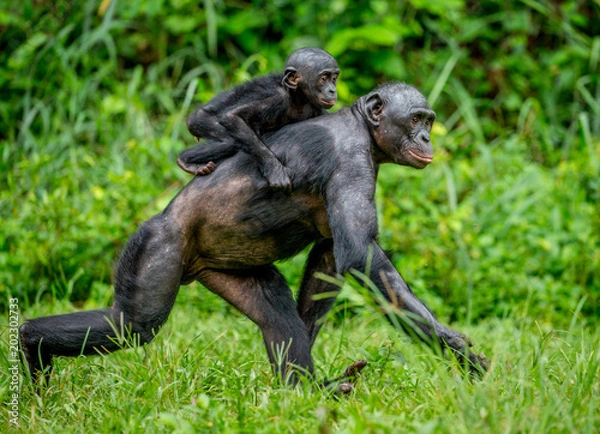 Fototapeta Bonobo mother with a baby on a background of a tropical forest. Democratic Republic of the Congo. Africa.