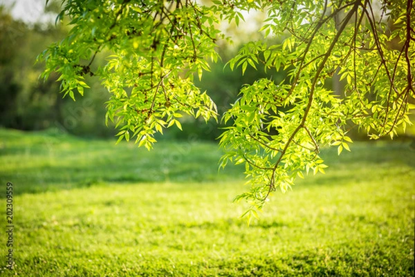 Fototapeta Green leaves spring background. 