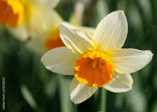 Obraz Daffodils in Spring Sunshine