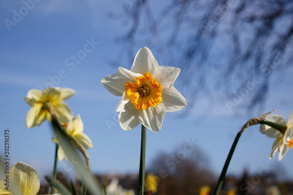 Obraz Daffodil in Spring Sunshine