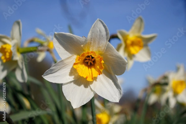 Obraz Daffodils in Spring Sunshine