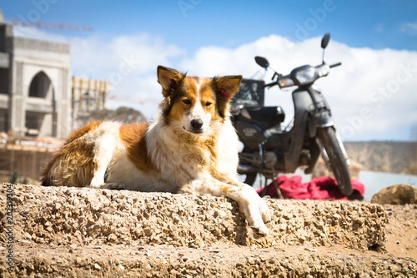 Obraz stray dog on the beach