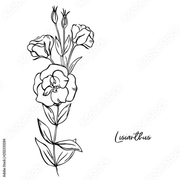 Fototapeta vector contour eustoma flowers leaves branch coloring book  pattern
