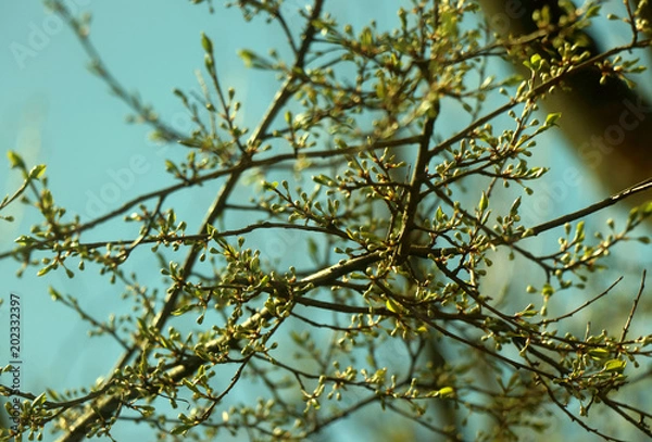 Fototapeta Spring collection 2018 004