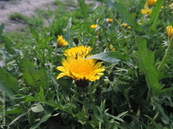 Obraz Dandelion