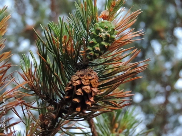 Obraz Pine with cones