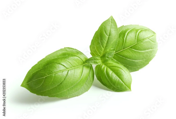 Obraz fresh green basil leaves