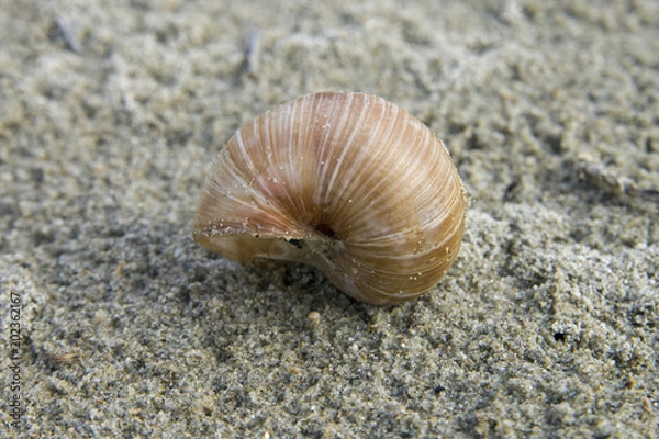 Fototapeta The shell disturbs the peace and quiet of sand. The structure of the shell associated with power and strength. The feelings of beauty, security and vulnerability are intertwined.