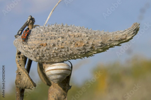 Fototapeta The fruit cotton and insect, snail on the ice. Sunbathing in the spring sun. The spines on the fruit cotton provide good support.