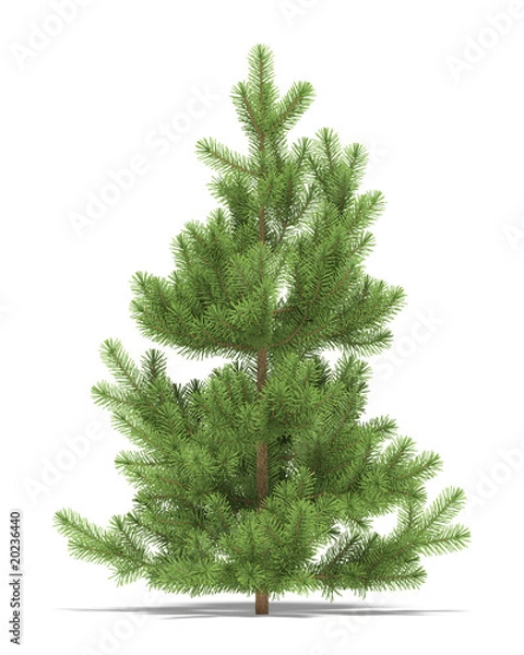Obraz Pine