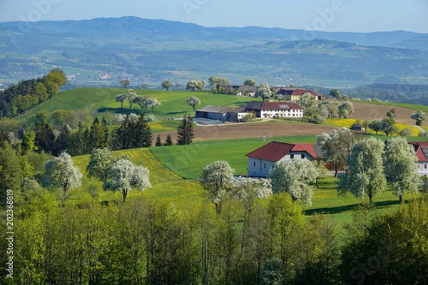 Obraz Mostviertel Panorama Baumblüte