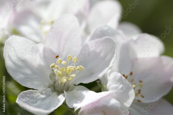 Fototapeta Detail of the Apple Tree Flower