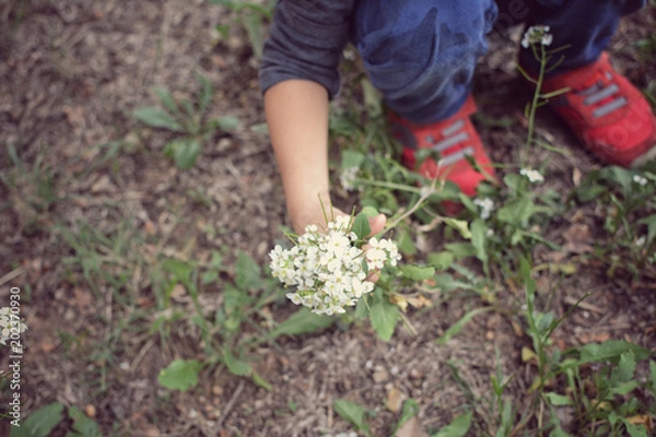 Fototapeta CLOSE UP CHILD SQUATTING AND HOLDING A BOUQUET OF WHITE FLOWERS
