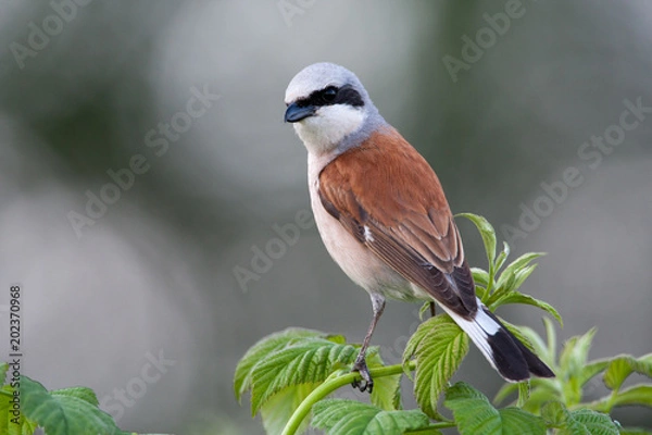 Fototapeta Red-backed shrike on a raspberry