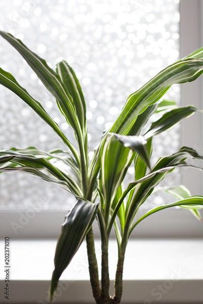 Fototapeta Dracaena Deremensis Warneckei potted plant near window close up