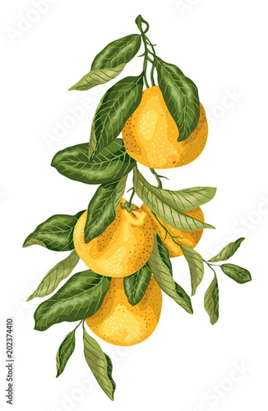 Obraz Vertical branch with orange fruits made in graphic design with leaves in bright colors.