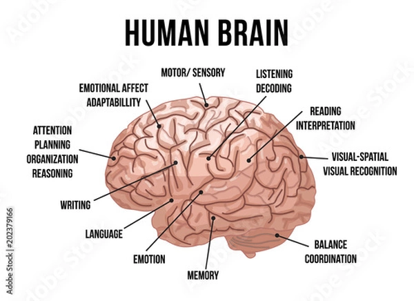 Obraz Human brain anatomy. Vector illustration.