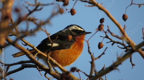 Obraz Moussier's Redstart