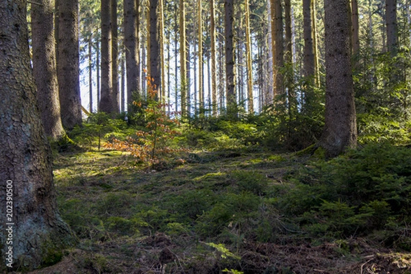 Obraz Look inside a coniferous forest in germany during spring time