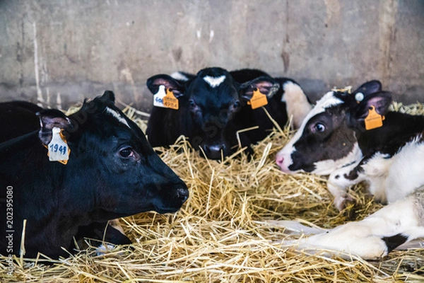 Obraz cows in a cheese factory barn