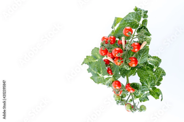 Fototapeta Top view Single home cultivated organic cherry tomatoes tree with mini red fresh tomatoes hanging on it, planted in a brown pot with white background right side