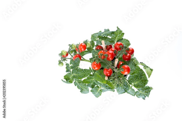Obraz Top view Single home cultivated organic cherry tomatoes tree with mini red fresh tomatoes hanging on it, planted in a brown pot with white background center