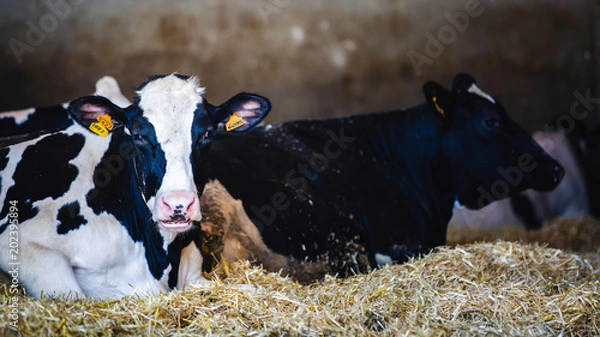 Obraz cows in a cheese factory barn