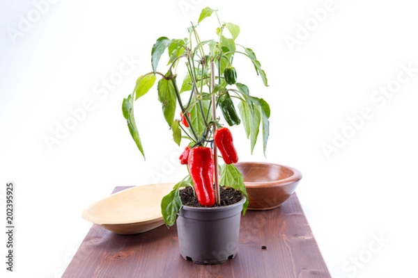 Obraz Red bell peppers hanging on tree in a studio with bowls and ipe board white background